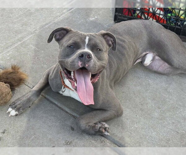 Medium Photo #2 Mutt Puppy For Sale in Martinez, CA, USA