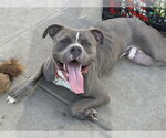 Small #1 Mutt