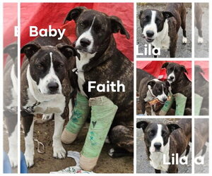 Babygirl - Female Labrador Retriever-Unknown Mix Dog for Adoption - Photo #11