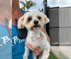 Maltese Dogs for adoption in west Palm Beach, FL, USA