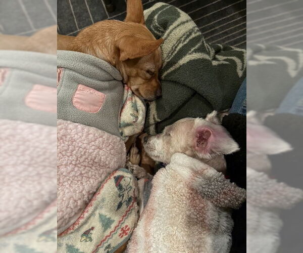 Medium Photo #5 Chihuahua-Unknown Mix Puppy For Sale in East Derry, NH, USA