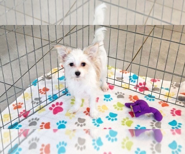 Medium Photo #3 Papitese Puppy For Sale in ORO VALLEY, AZ, USA