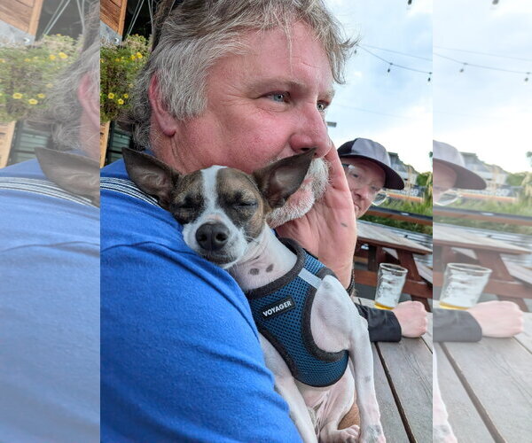 Medium Photo #3 Chipin Puppy For Sale in Aurora, CO, USA