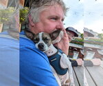 Small Photo #3 Chipin Puppy For Sale in Aurora, CO, USA