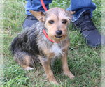 Small #3 Mutt
