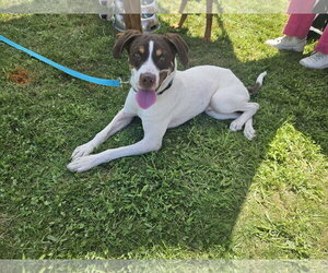 Pointer-Unknown Mix Dogs for adoption in Woodbury, NY, USA