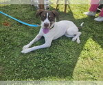 Small Pointer Mix