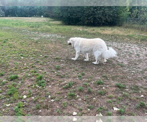 Mora - Female Great Pyrenees Dog for Adoption - Photo #8
