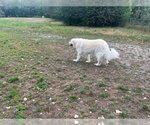 Small #7 Great Pyrenees