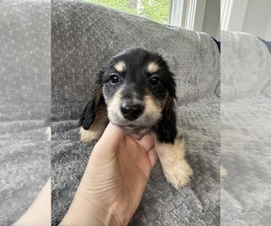 Dachshund Puppy for sale in MEMPHIS, TN, USA