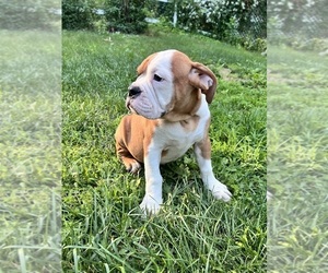 Olde English Bulldogge Puppy for sale in DURHAM, CT, USA