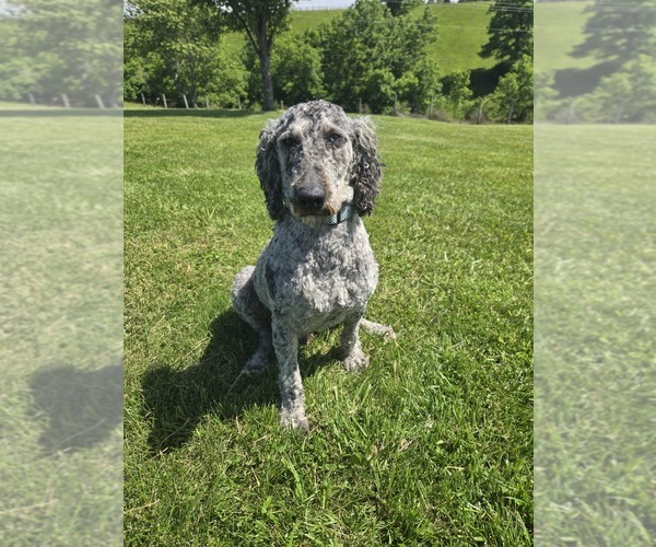 Medium Photo #1 Poodle (Standard) Puppy For Sale in WILLIAMSTOWN, KY, USA