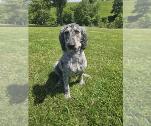 Poodle (Standard) Puppy for sale in WILLIAMSTOWN, KY, USA