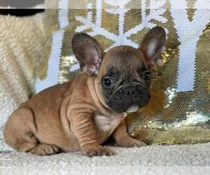 French Bulldog Puppy for sale in BOSTON, MA, USA