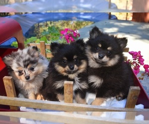 Pomeranian Puppy for sale in DINWIDDIE, VA, USA