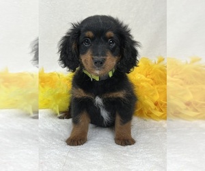 Bernedoodle (Miniature) Puppy for sale in BULLARD, TX, USA