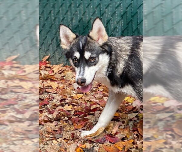 Medium Photo #1 Pomeranian Puppy For Sale in Matawan, NJ, USA