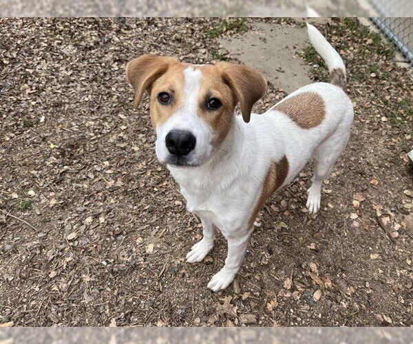 Medium Photo #3 Aussie Pyrenees Puppy For Sale in Plano, TX, USA