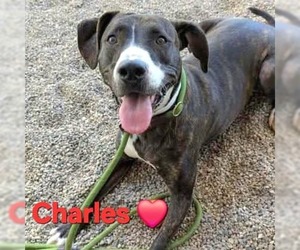 Plott Hound-Unknown Mix Dogs for adoption in Chandler, AZ, USA