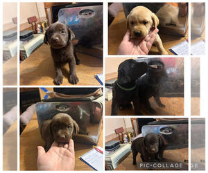 Labrador Retriever Litter for sale in ROLLA, MO, USA