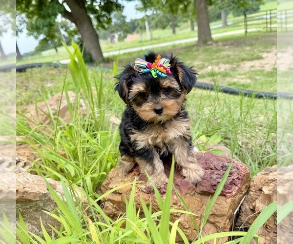 Medium Photo #7 Morkie Puppy For Sale in CASSVILLE, MO, USA