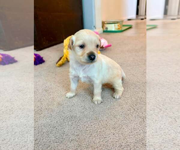 Medium Photo #3 Maltese-Unknown Mix Puppy For Sale in Corona, CA, USA
