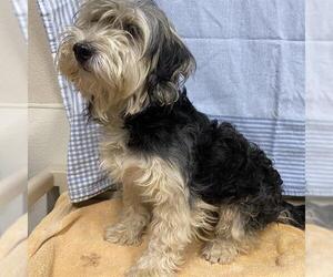 Havanese Dogs for adoption in Modesto, CA, USA