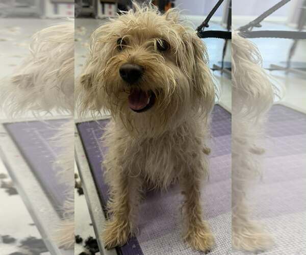 Medium Photo #2 Mutt Puppy For Sale in Gibbstown, NJ, USA