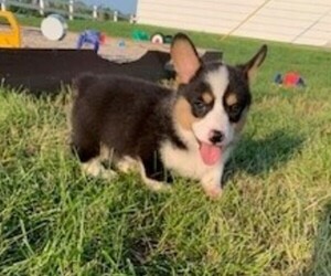 American Corgi Puppy for sale in COLUMBUS, NE, USA