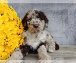 Small #2 Miniature Labradoodle