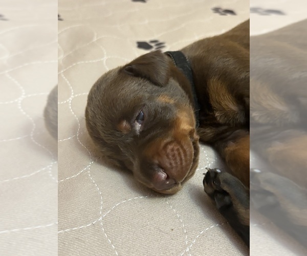 Medium Photo #10 Doberman Pinscher Puppy For Sale in MACOMB TOWNSHIP, MI, USA