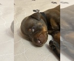 Small Photo #10 Doberman Pinscher Puppy For Sale in MACOMB TOWNSHIP, MI, USA