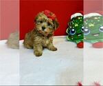 Small #9 Yorkshire Terrier