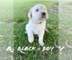 Labradoodle Puppy for Sale in MADERA, California USA