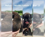 Small #3 Boxer