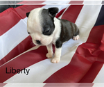 Small Photo #10 Boston Terrier Puppy For Sale in VACAVILLE, CA, USA