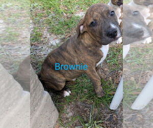 American Pit Bull Terrier-American Staffordshire Terrier Mix Dogs for adoption in Wenonah, NJ, USA