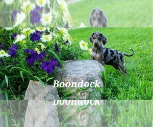 Catahoula Leopard Dog-Redbone Coonhound Mix Puppy for sale in EVART, MI, USA