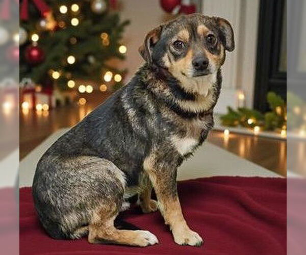 Medium Photo #1 Mutt Puppy For Sale in Newfoundland, PA, USA