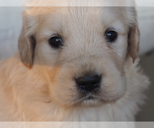 English Cream Golden Retriever Puppy for sale in ROCKY MOUNT, VA, USA