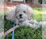 Small #1 Lhasa Apso