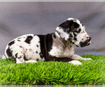 Small #2 Great Dane