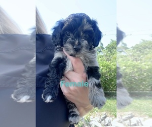 Mauxie Puppy for sale in PALM CITY, FL, USA