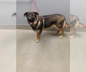 German Shepherd Dog-Unknown Mix Dogs for adoption in Las Vegas, NV, USA