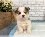 Small #2 Pembroke Welsh Corgi