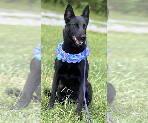 Medium Photo #3 Mutt Puppy For Sale in Cookeville, TN, USA
