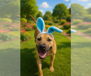 Black Mouth Cur-Unknown Mix Dogs for adoption in Pierceton , IN, USA