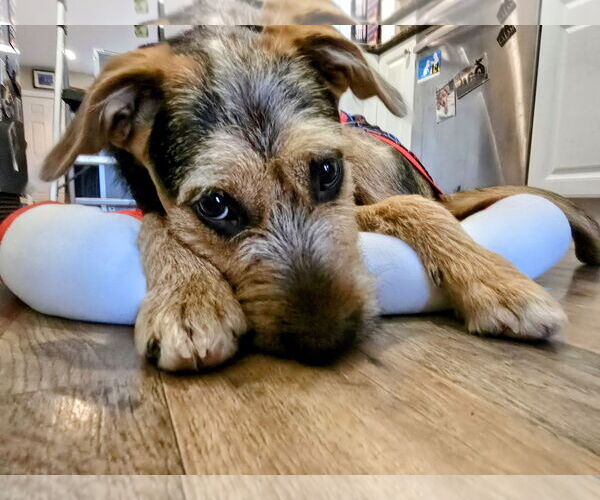 Medium Photo #11 Mutt Puppy For Sale in Rockaway, NJ, USA
