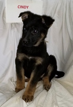 View Ad: German Shepherd Dog Puppy for Sale near Indiana ...