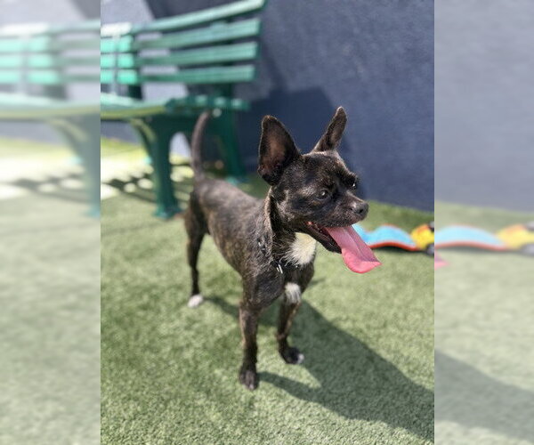 Medium Photo #2 Mutt Puppy For Sale in Pleasanton, CA, USA